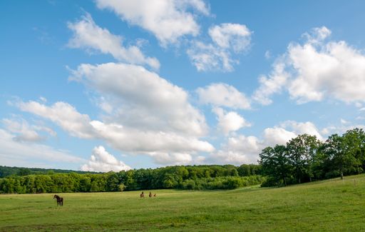 A herd of horses grazing in a distance on green meadow with dense forest under blue cloudy sky