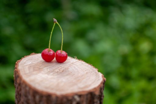 A shallow focus shot of the washed ripe cherries on a small stump in the garden with blur background