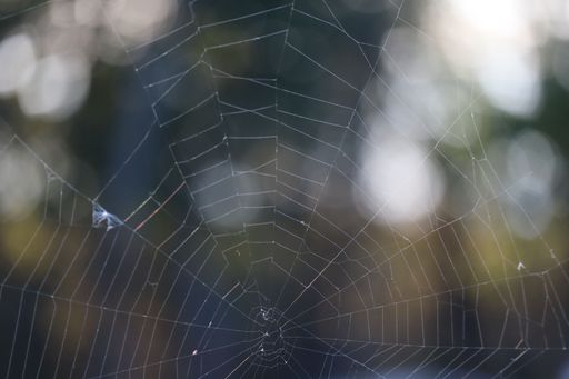 a closeup of a cobweb against a blurry background
