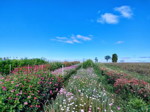 A beautiful shot of colorful flowers growing in a green field on a sunny day