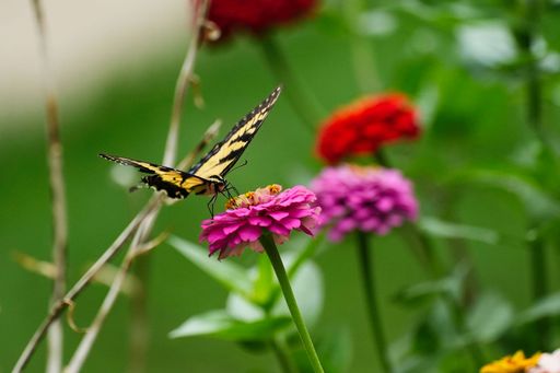 A close-up of a yellow Glaucus sailboat (Papilio glaucus) butterfly resting on a flower
