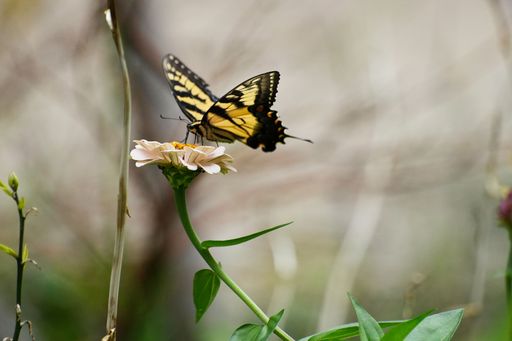 A close-up of a yellow Glaucus sailboat (Papilio glaucus) butterfly resting on a flower