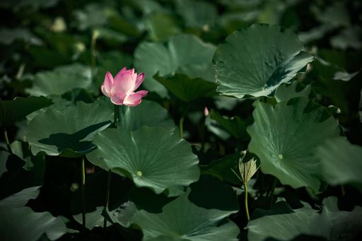 A closeup shot of a pink Lotus and green leaves