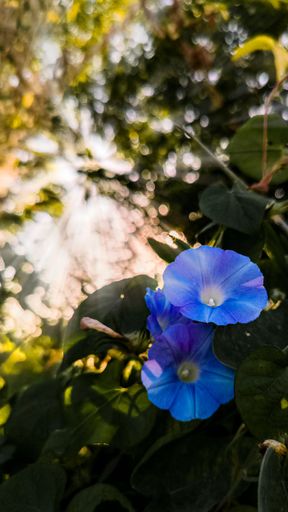 A vertical closeup of a blue morning glory (Ipomoea) on a lush bush