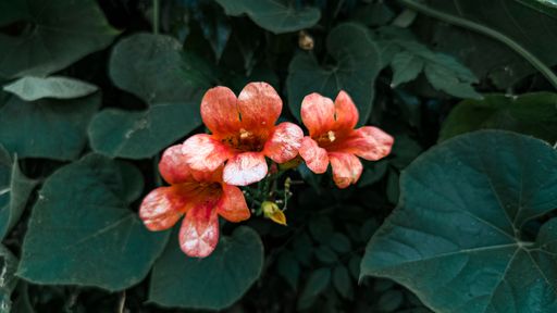 A closeup of a Chinese trumpet vine (Campsis grandiflora) on a lush bush