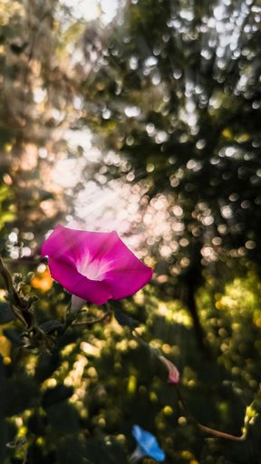 A vertical closeup of a pink morning glory (Ipomoea) on a lush bush