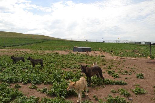Wild wolf Valley is a primitive tourist attraction on the WULAGAI grassland and the main shooting place of the movie Wolf Totem.