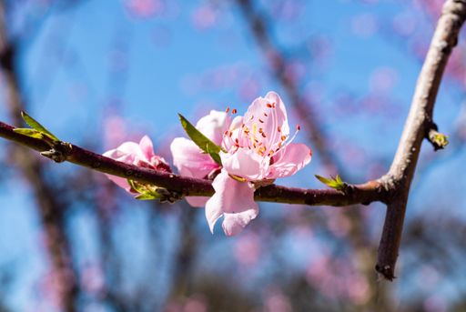 A closeup shot of a blooming pink cherry tree flower on a branch