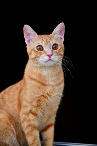 An orange stripe cat sitting isolated on a black background