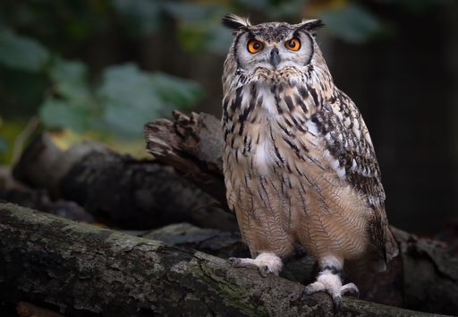 A closeup shot of a brown owl with orange eyes perched on wood