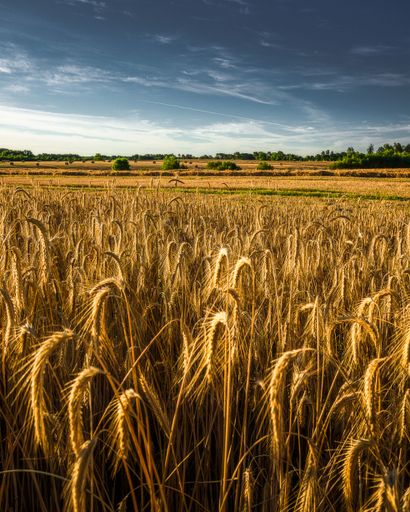 A vertical shot of golden wheat in the field under blue cloudy sky