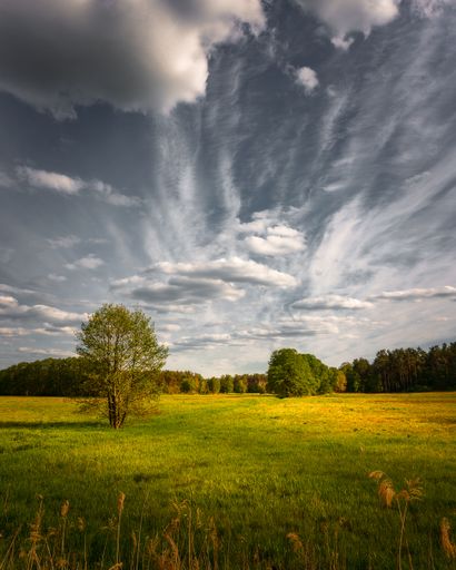 A vertical shot of a meadow with trees under the blue cloudy sky