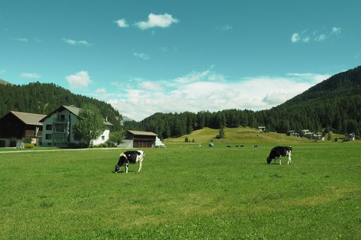 A group of black and white Dairy cattle grazing in lush green meadow under blue cloudy sky