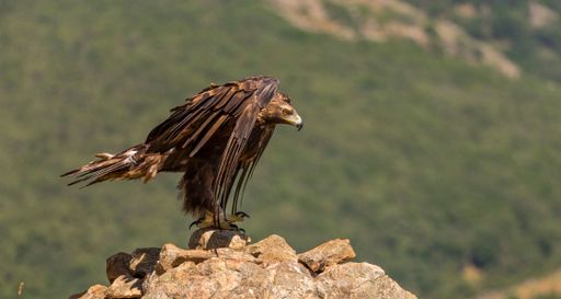 A selective focus shot of an eagle on a rock in a mountainous landscape