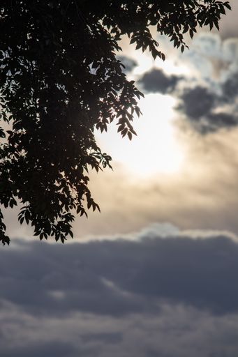 A vertical shot of the cloudy sky through tree branches with the sun illuminating behind them