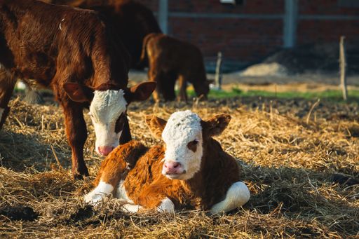 A herd of cute calves lying on the ground in a farm