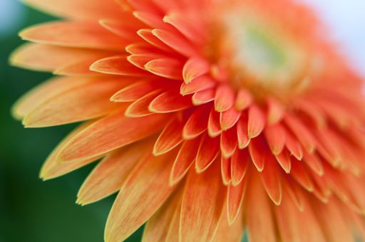 A closeup shot of layers of red orange petals on a flower