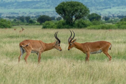 A closeup shot of beautiful impala in Queen Elizabeth National Park, Uganda