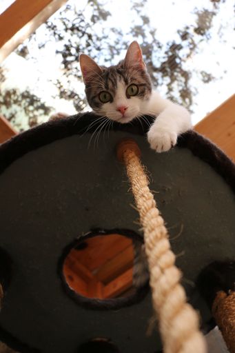 A vertical low angle shot of a cat looking from the cat tower