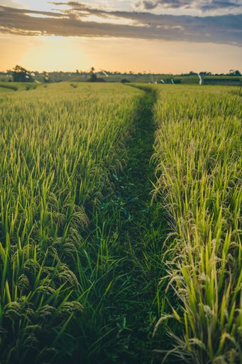A vertical shot of a meadow at sunset captured in Canggu Bali