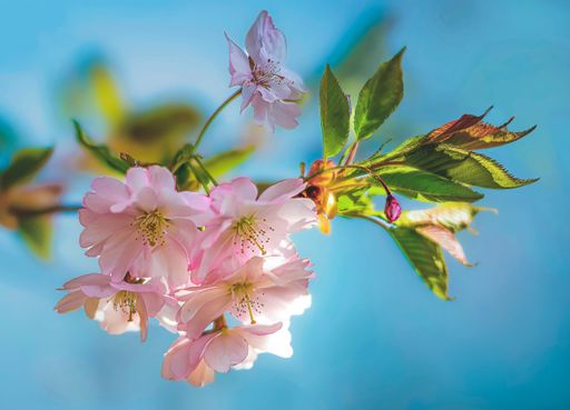 A close-up shot of cherry blossom flowers with the background of the sky