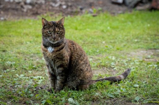 A closeup shot of a cat under the daylight