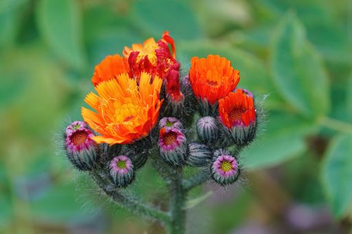 Closeup on emerging brilliant orange flowers of the Orange hawkweed, Hieracium auranticaum against a green background