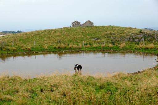 A cow drinking from a lake on rural green valleys in Regional Natural Park of Lessinia, Veneto, Italy
