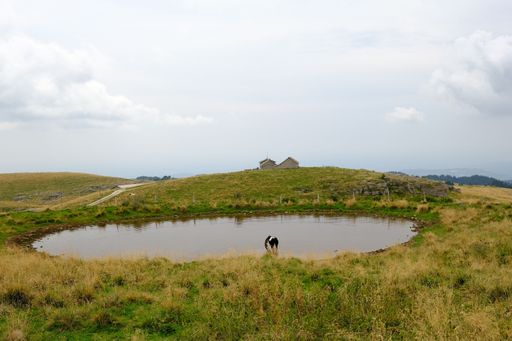 A cow drinking from a lake on rural green valleys in Regional Natural Park of Lessinia, Veneto, Italy
