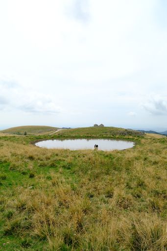 A cow drinking from a lake on rural green valleys in Regional Natural Park of Lessinia, Veneto, Italy