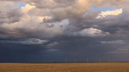 A gloomy gray sky full of large cumulus clouds with the promise of rain hanging over a wheat field in the countryside