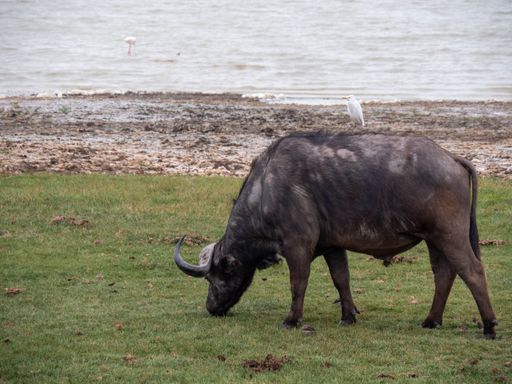 buffalo eating grass and on top of him a white bird