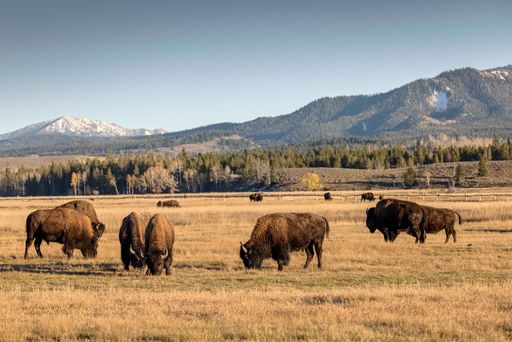 A scenic view of a herd of buffalo in an open field and a beautiful landscape of mountains in the back