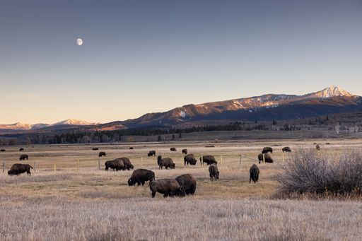 An open field filled with herds of buffalos seen during the sunset