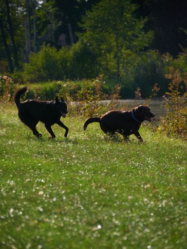A vertical shot of Labrador retrievers running in a field