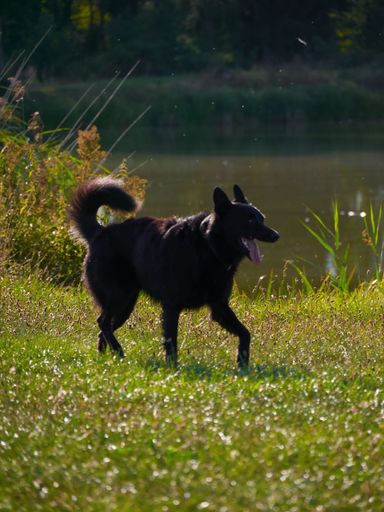 A vertical shot of a Labrador retriever running in a field