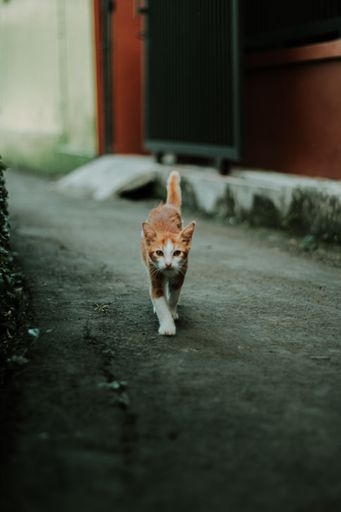 A vertical of a ginger cat walking on the street, looking into the camera