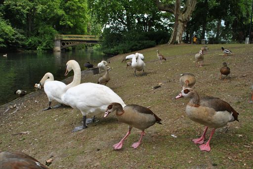 A closeup shot of swans and ducks near the pond