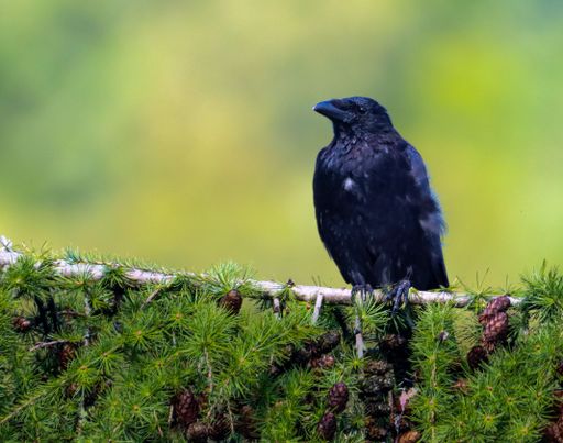 A closeup shot of a black crow on a branch with blurry background
