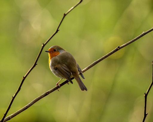 A closeup shot of a Robin bird on a tree branch with blurry background
