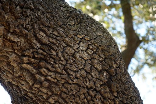 A closeup shot of tree bark texture