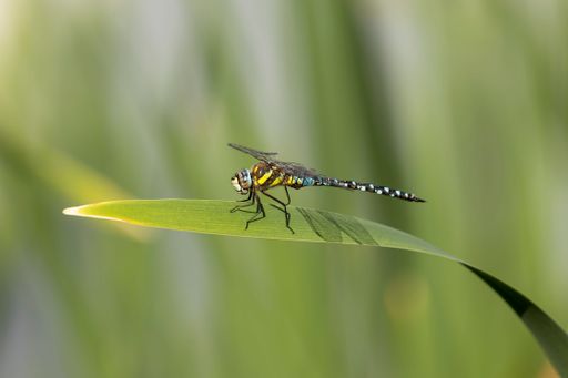 A Migrant Hawker Dragonfly perching on plant leaf