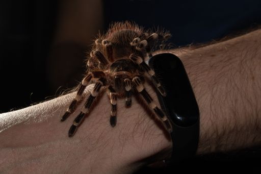 A brown tarantula spider on a mans hand