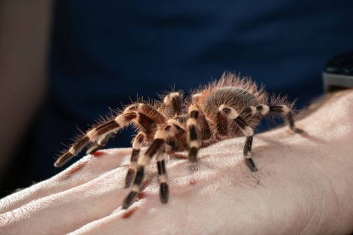 A brown tarantula spider on a mans hand