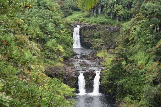A flowing waterfall surrounded by dense trees