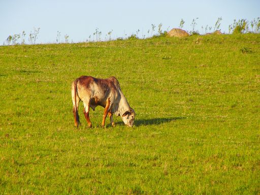 A cow grazing in a green pasture on a sunny morning