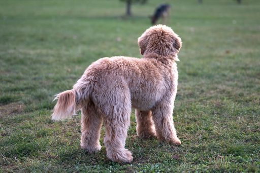 A shallow focus rear view of a cute fluffy golden puppy looking at another dog in the distance