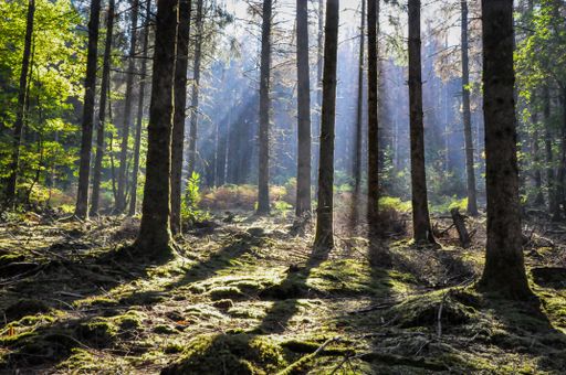 A closeup shot of trees in the forest in Morvan, France on a sunny day