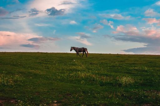 An aerial view of horse standing in greenery field