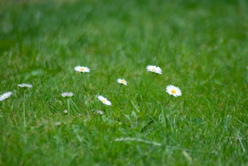 A selective focus closeup shot of wildflowers in a meadow